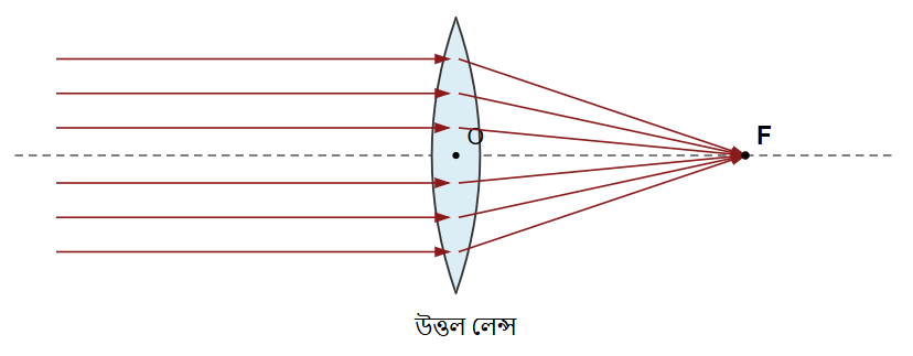 একটি উত্তল লেন্সের প্রধান অক্ষের সমান্তরাল আপতিত রশ্মিগুচ্ছের জন্য প্রতিসৃত রশ্মির চিত্র আঁকো। ফোকাস (F) চিহ্নিত করো।