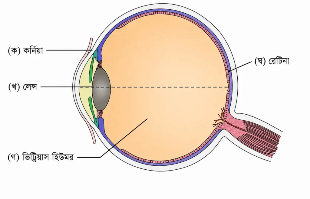অক্ষিগোলকের লম্বচ্ছেদের