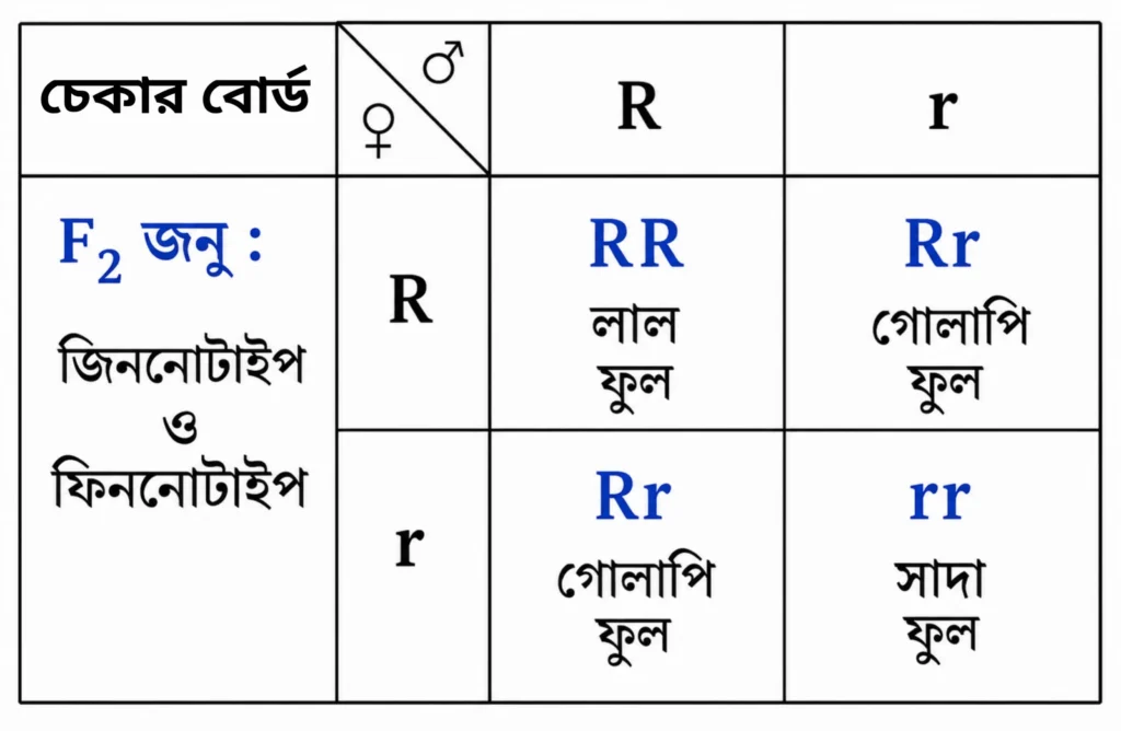 অসম্পূর্ণ প্রকটতার ফিনোটাইপিক ও জিনোটাইপিক অনুপাত