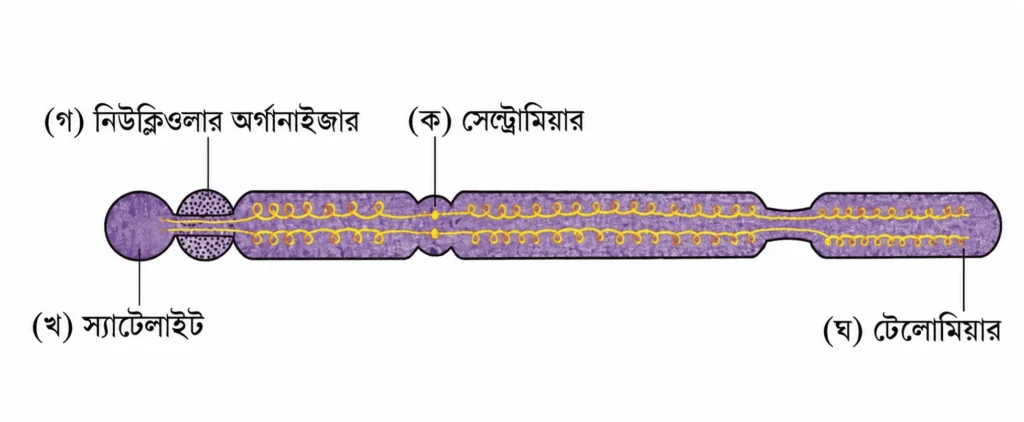 ইউক্যারিওটিক ক্রোমোজোমের একটি বিজ্ঞানসম্মত চিত্র