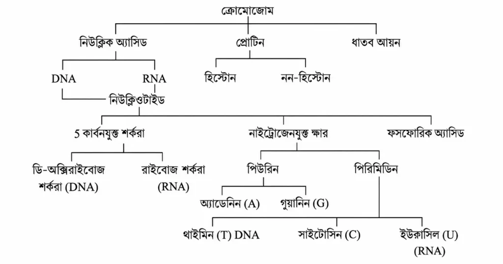 ইউক্যারিওটিক ক্রোমোজোমের রাসায়নিক উপাদানসমূহের নাম
