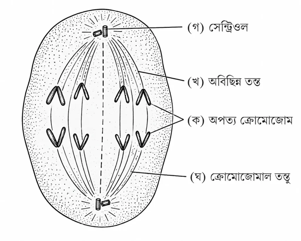 প্রাণীকোশের মাইটোসিসের অ্যানাফেজ দশার একটি বিজ্ঞানসম্মত চিত্র 