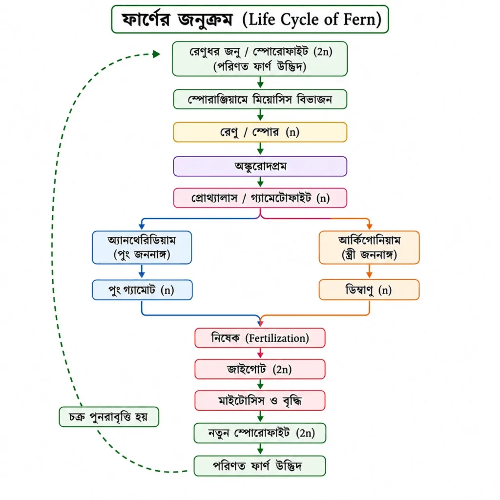 ফার্ণের জনুক্রম 