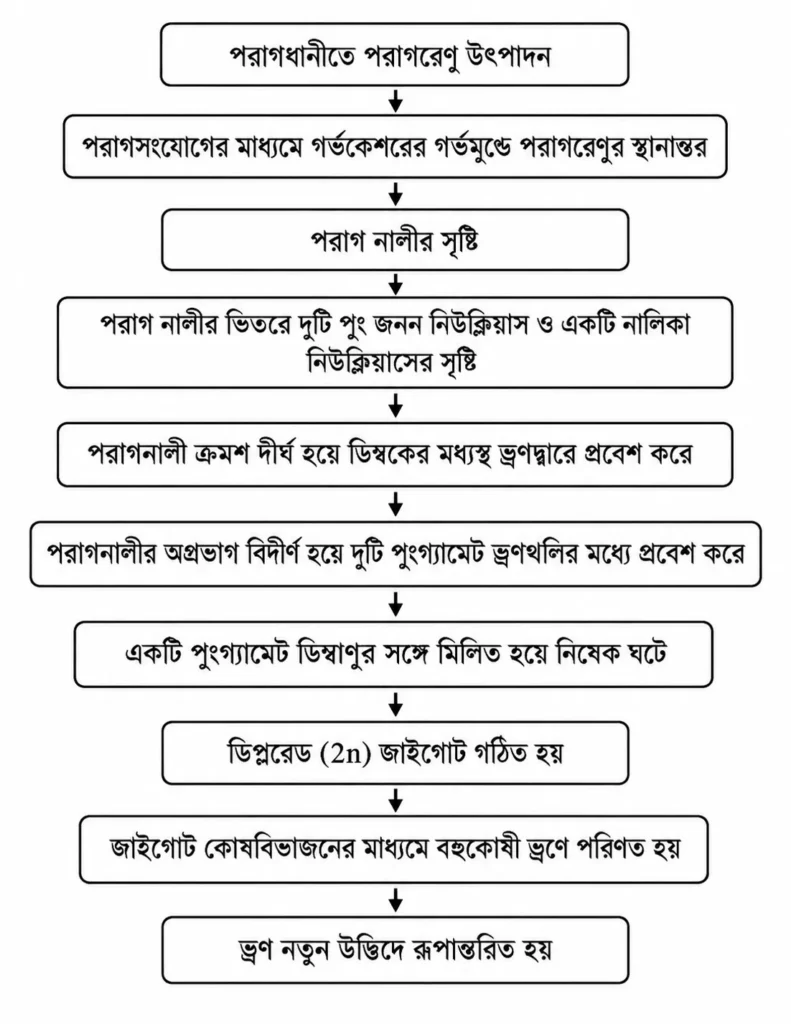 সপুষ্পক উদ্ভিদের যৌন জননের ধাপসমূহ